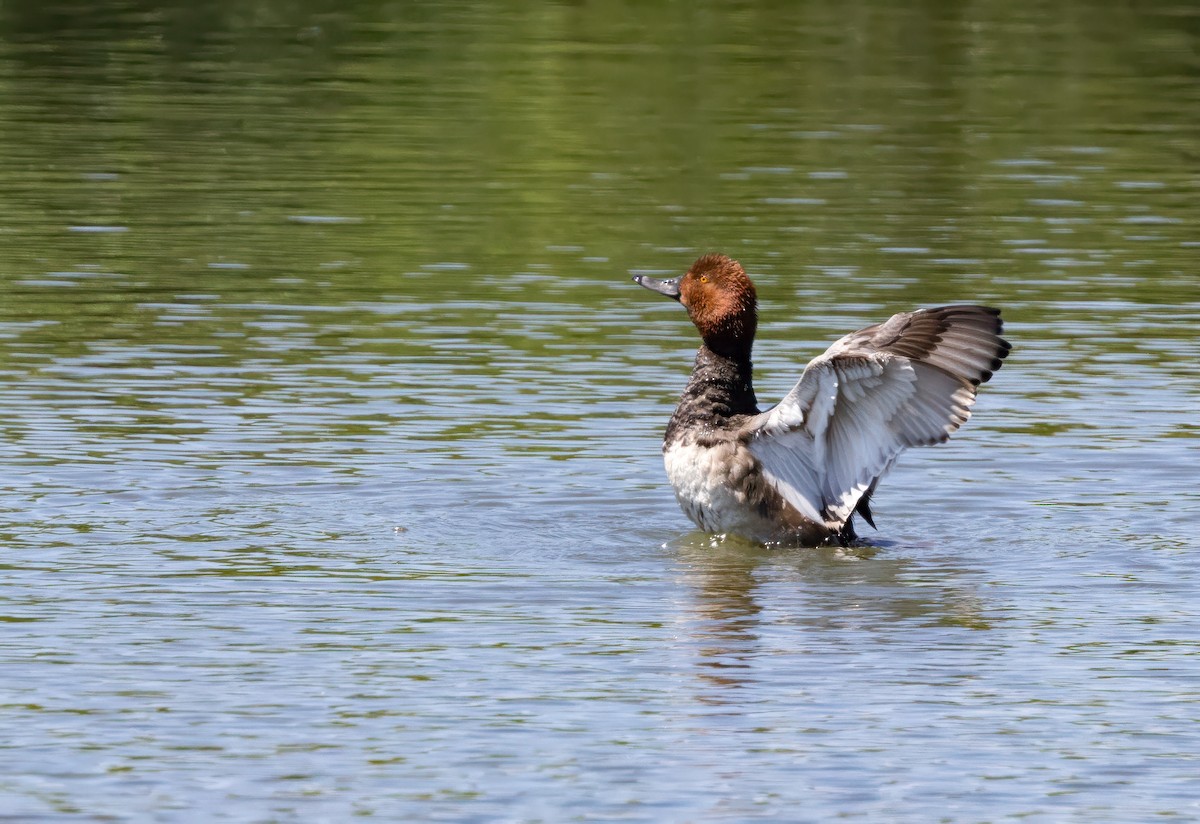 Redhead - ML639076051