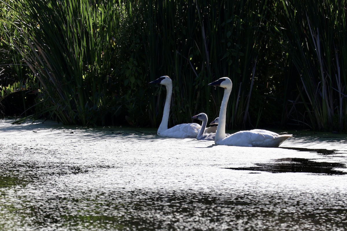 Trumpeter Swan - ML639076052