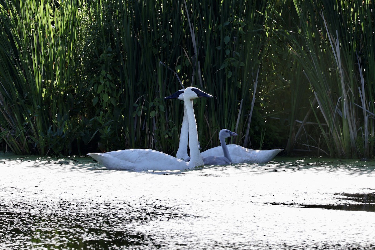 Trumpeter Swan - ML639076087