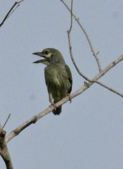 Lineated Barbet - ML639076104