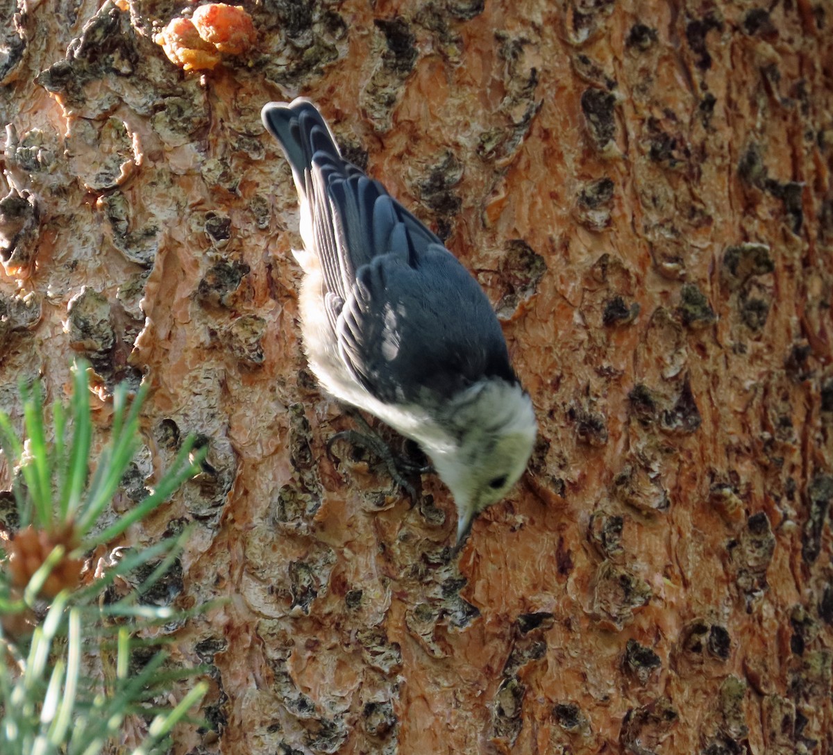 White-breasted Nuthatch - ML639076146