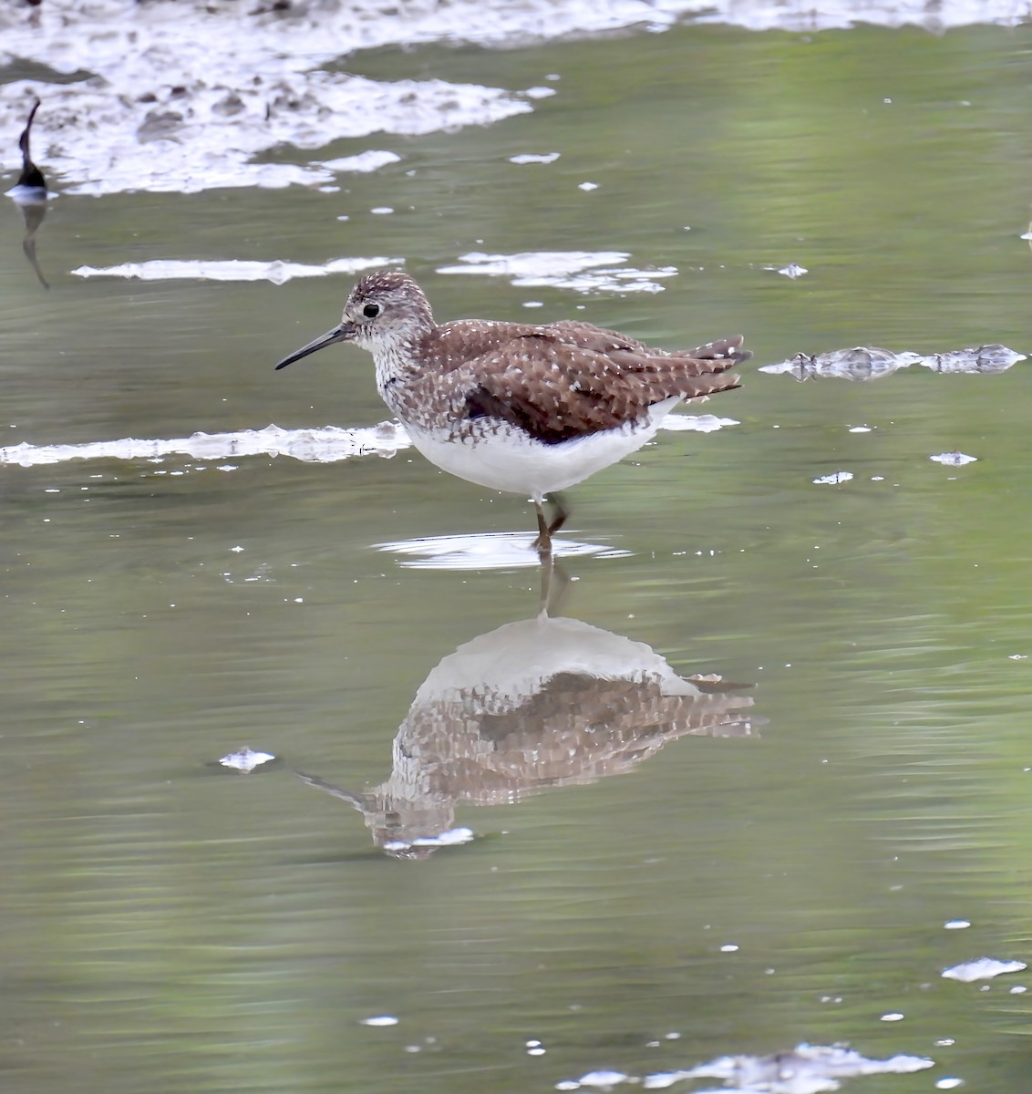Solitary Sandpiper - ML639076201