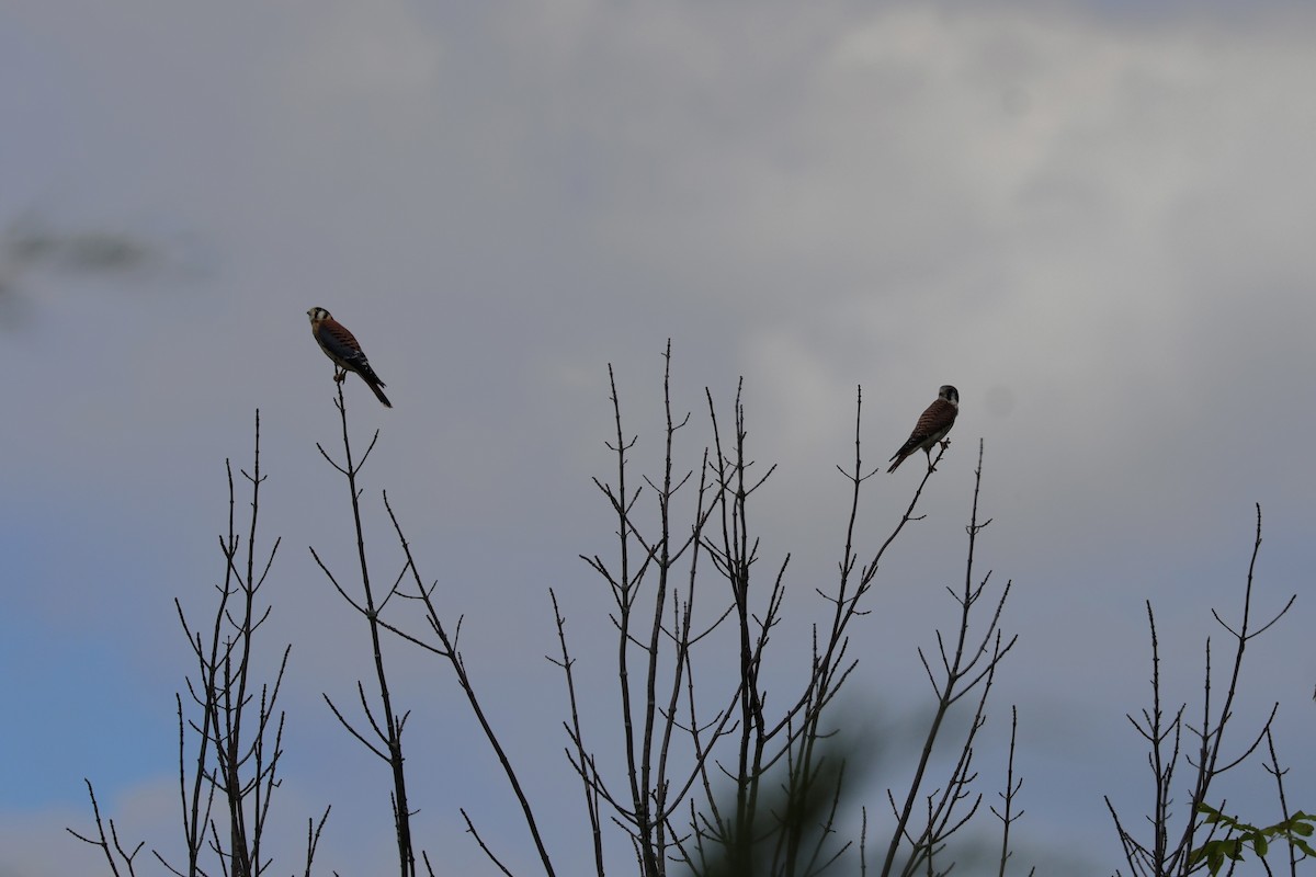 American Kestrel - ML639076207