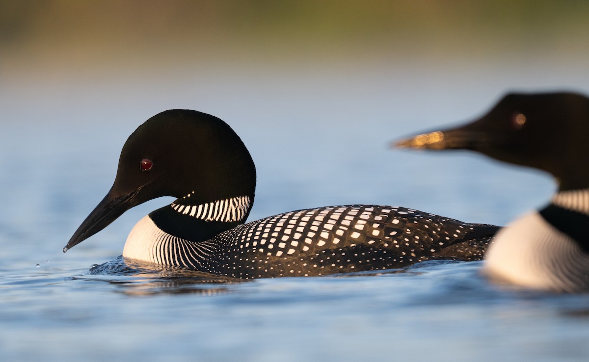 Common Loon - ML639076220