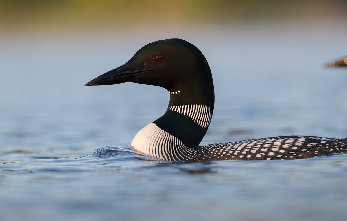 Common Loon - ML639076221