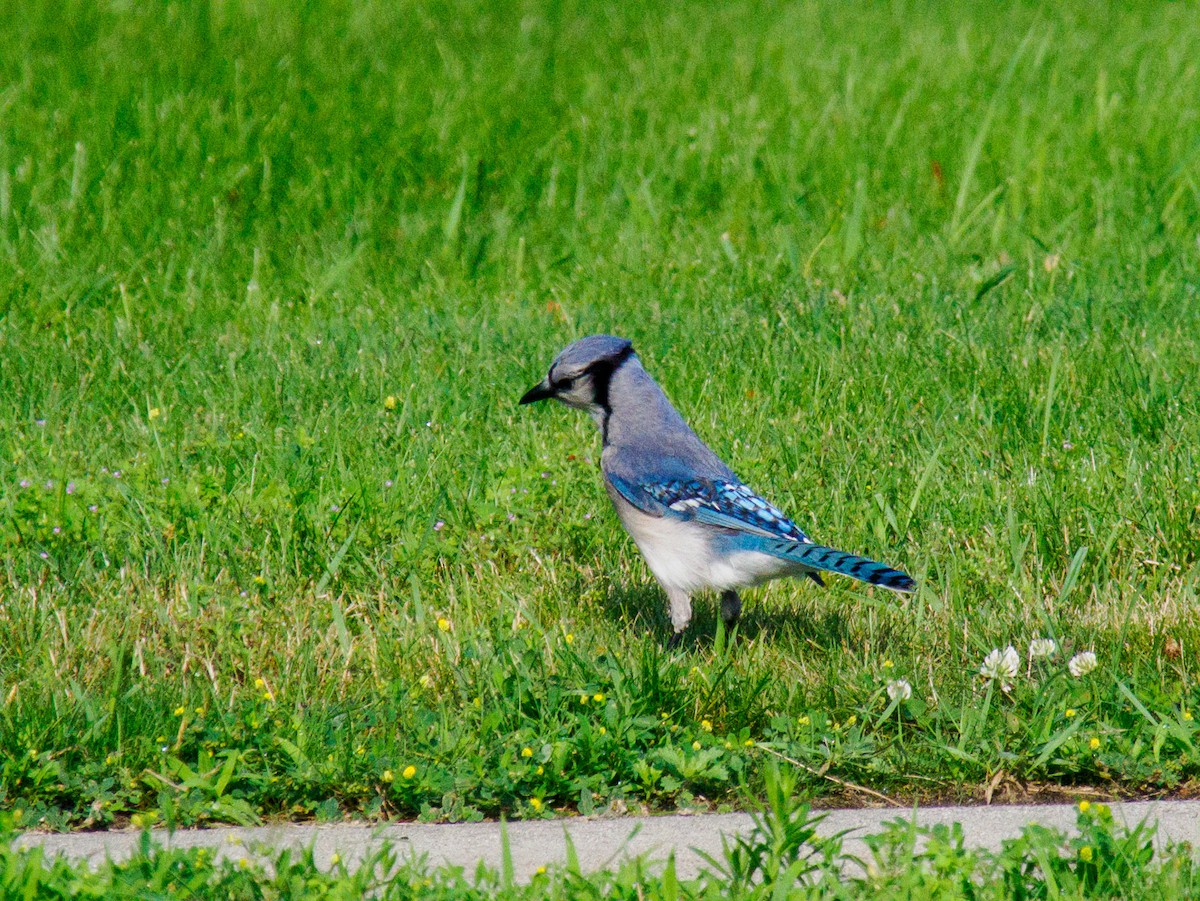 Blue Jay - ML639076243