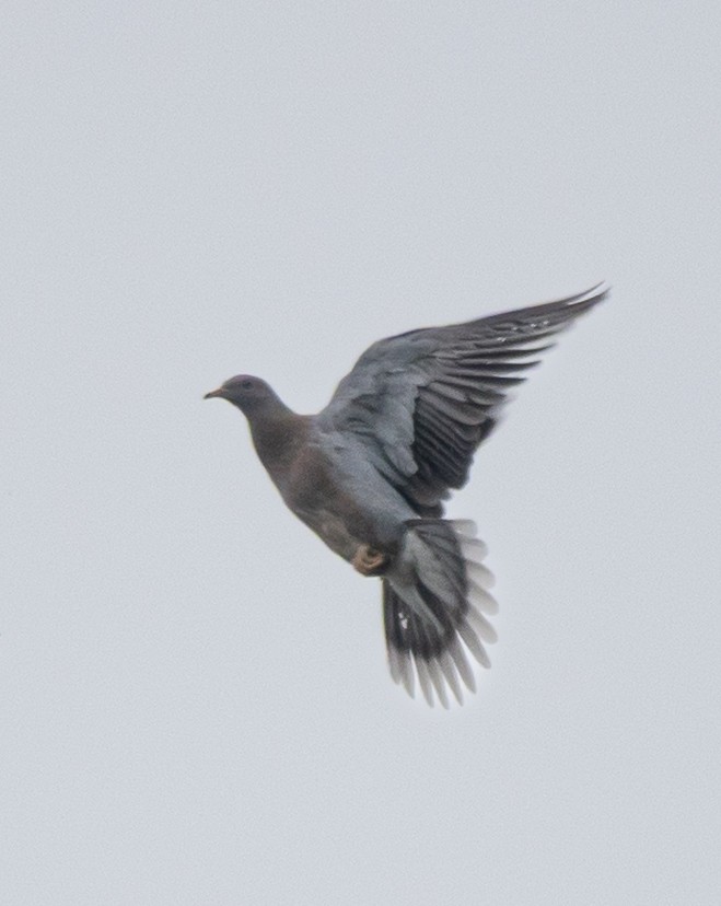 Band-tailed Pigeon - ML639076260