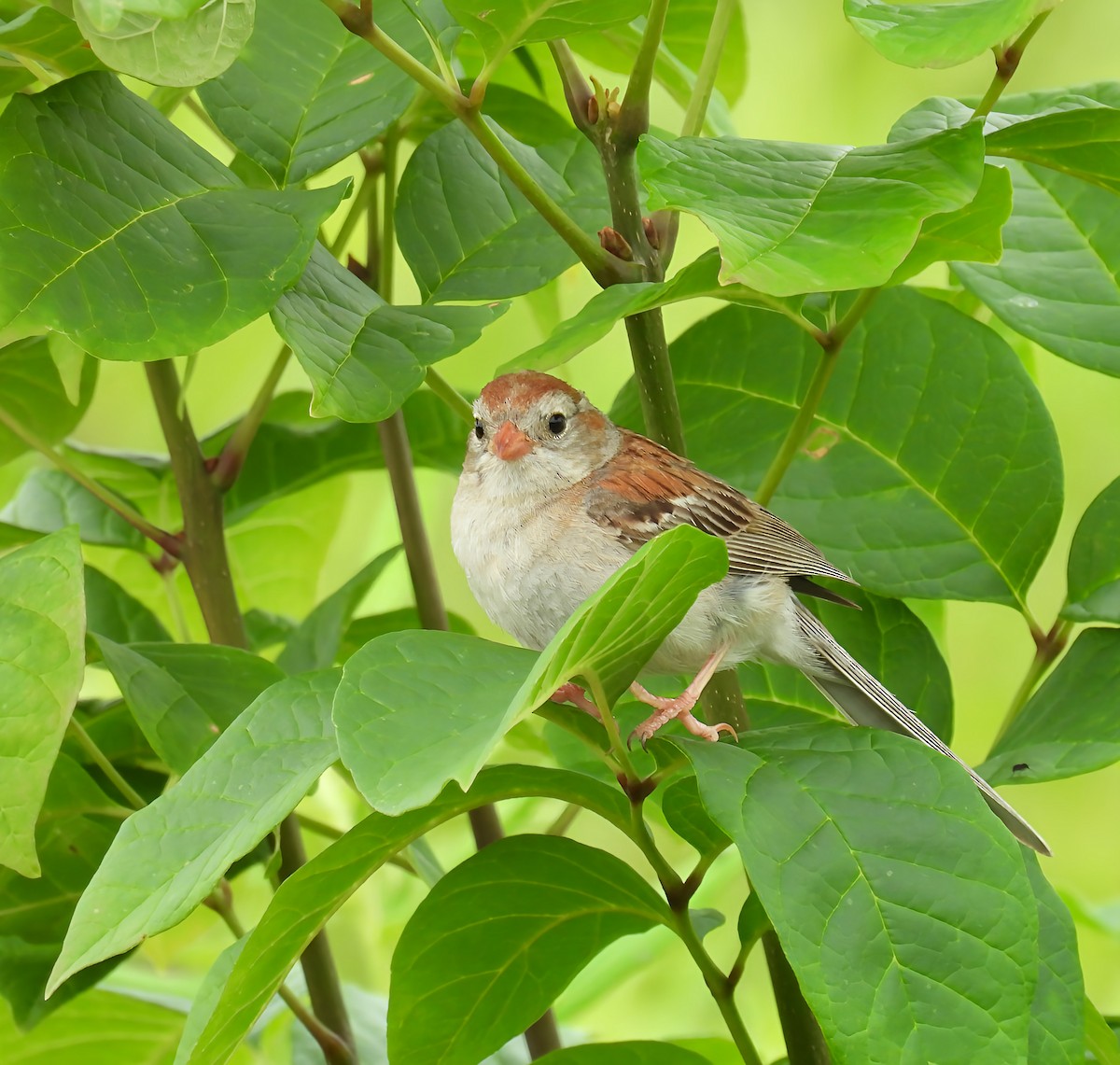 Field Sparrow - ML639076273