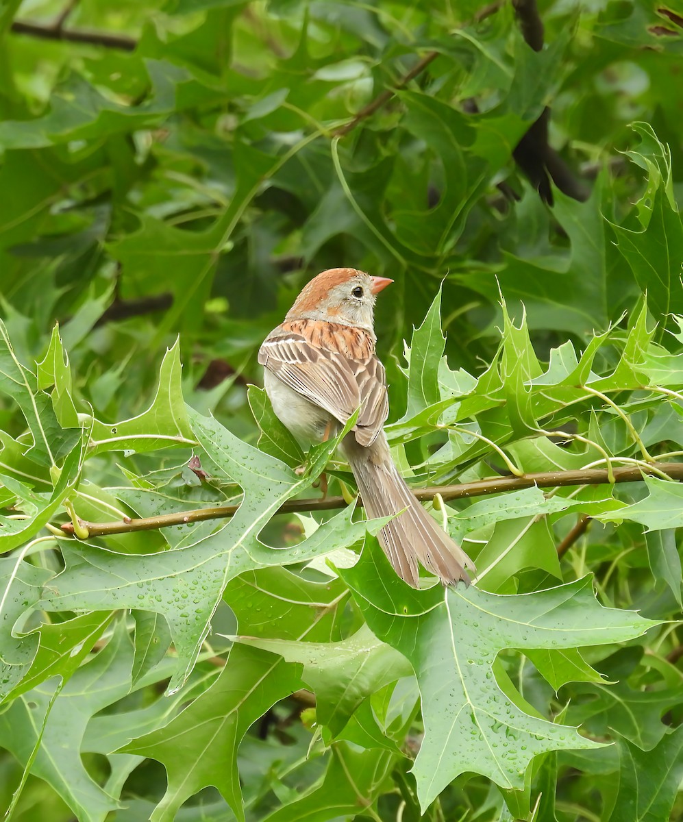 Field Sparrow - ML639076274