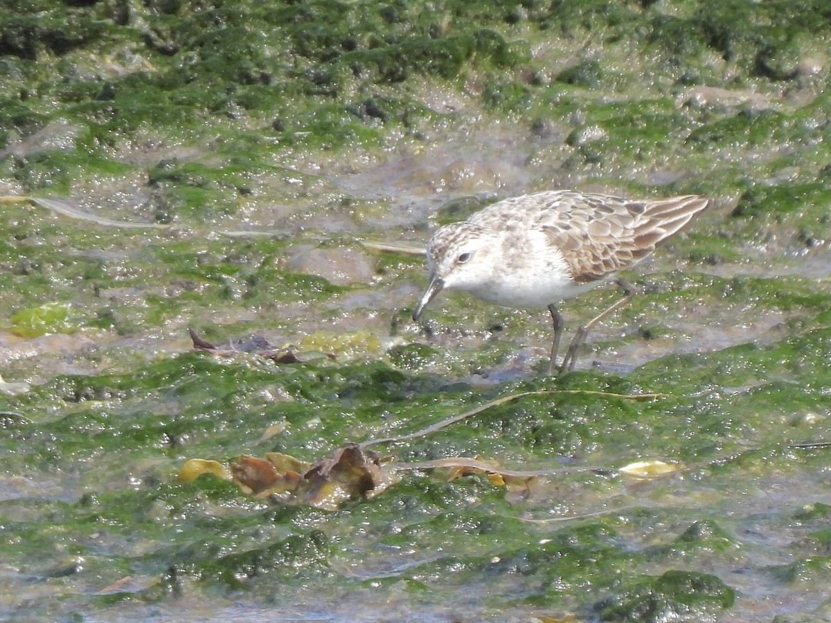 Semipalmated Sandpiper - ML639076277