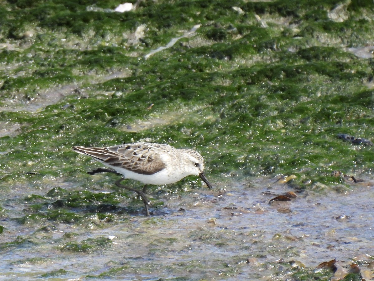 Semipalmated Sandpiper - ML639076278