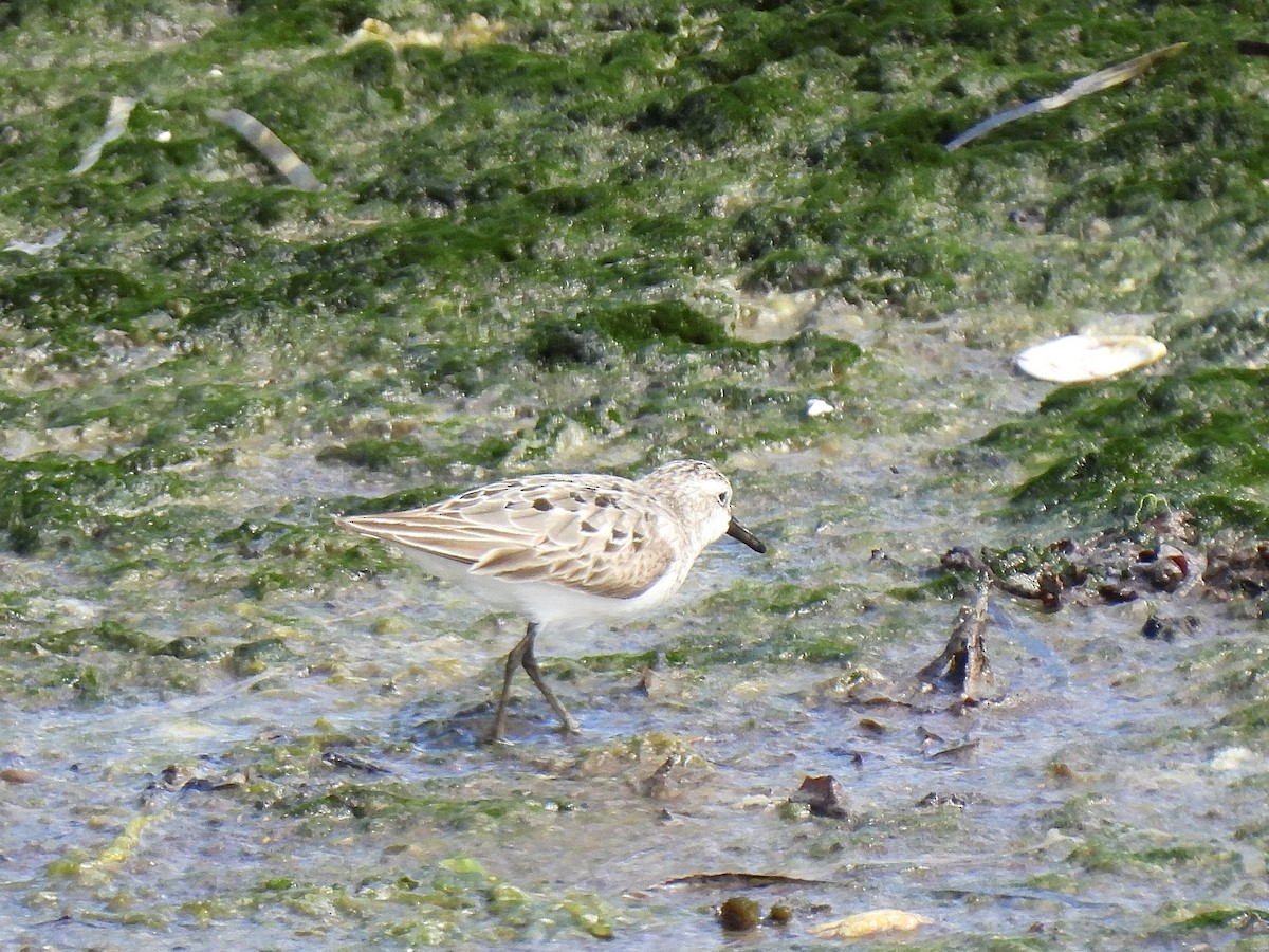 Semipalmated Sandpiper - ML639076279