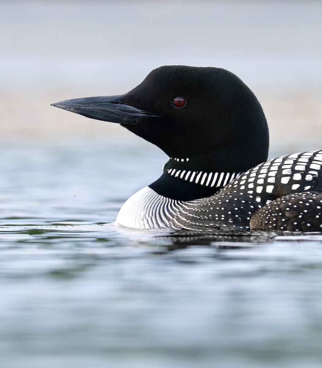 Common Loon - ML639076291