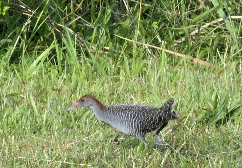 Slaty-breasted Rail - ML639076299