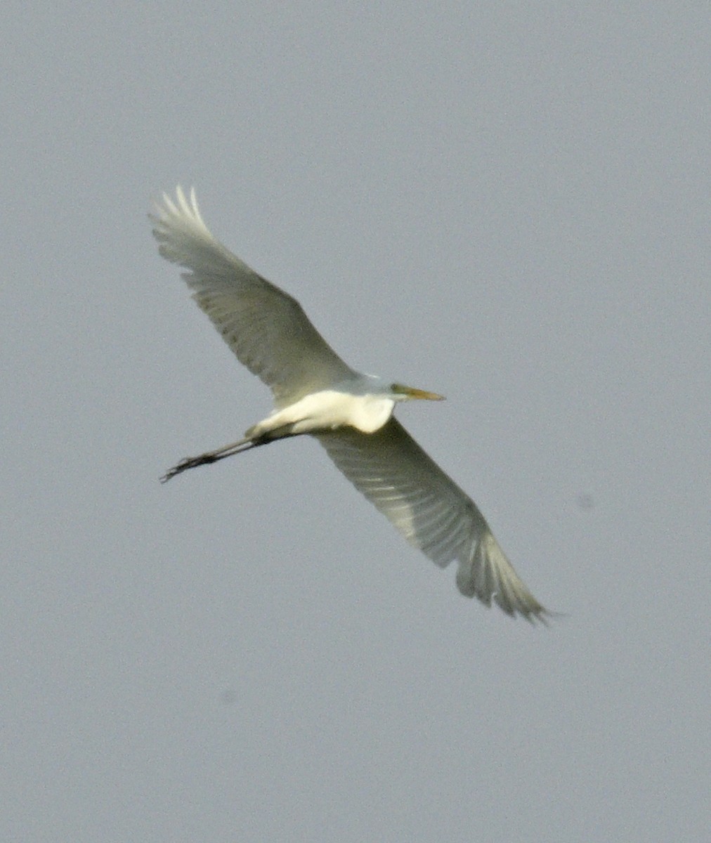 Medium Egret - ML639076310