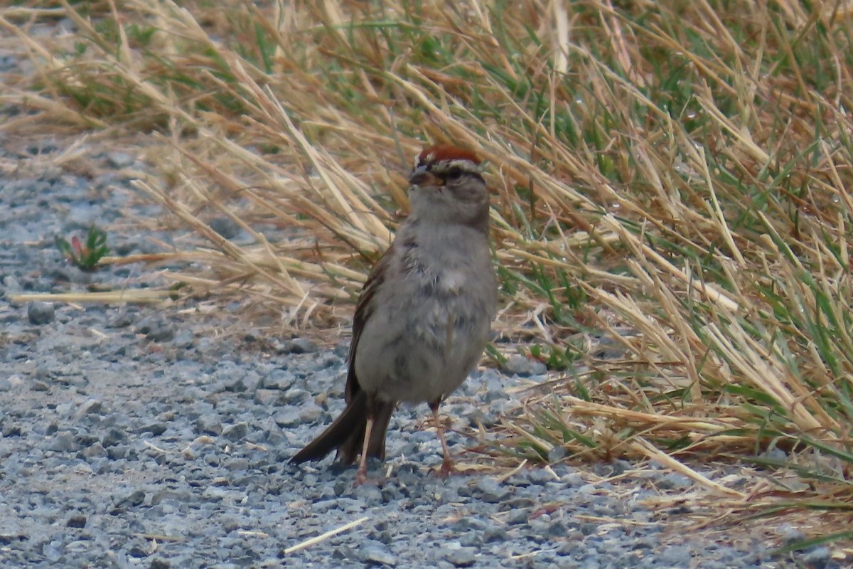 Chipping Sparrow - ML639076322