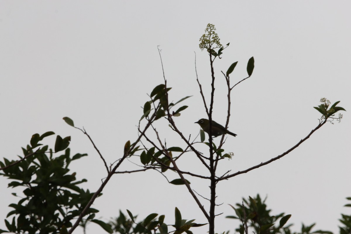 Warbling White-eye - ML639076373