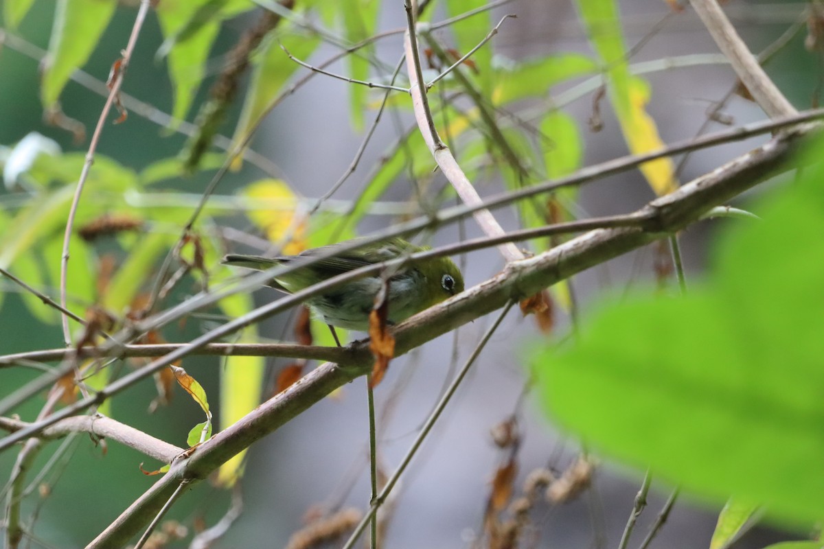 Warbling White-eye - ML639076375