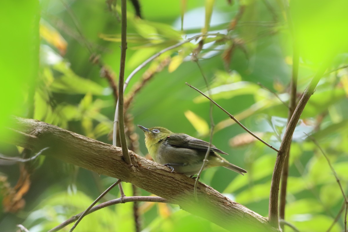 Warbling White-eye - ML639076376