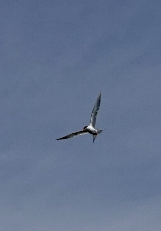 Forster's Tern - ML639076389