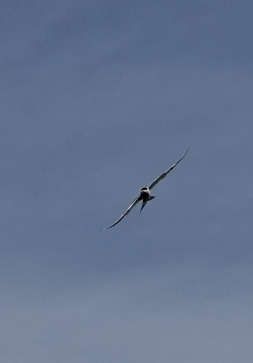Forster's Tern - ML639076390