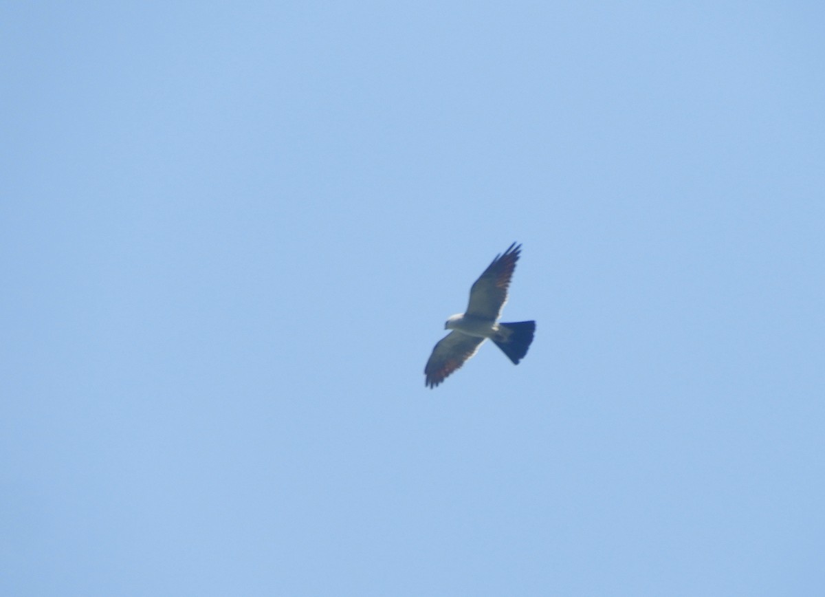 Mississippi Kite - ML639076414