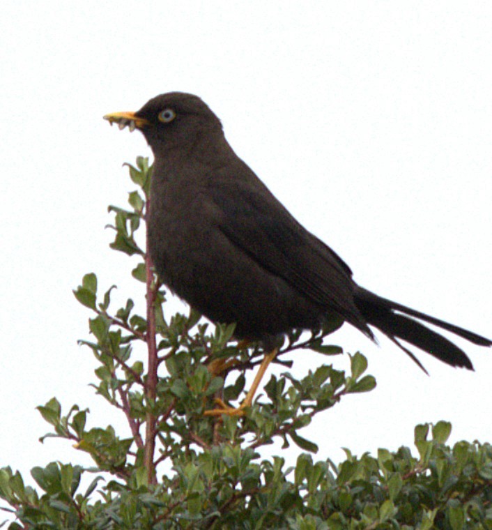 Sooty Thrush - ML639076423