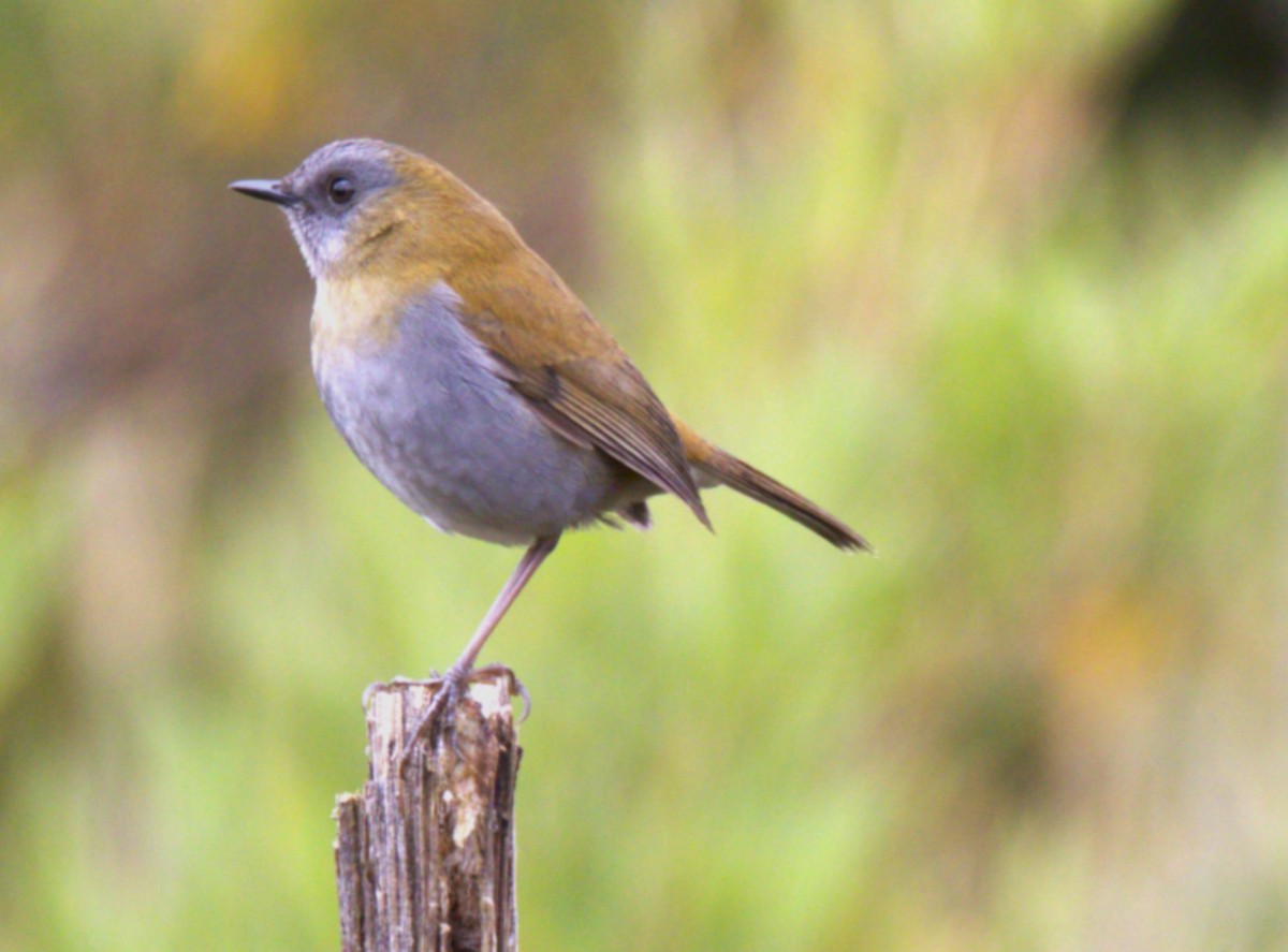 Black-billed Nightingale-Thrush - ML639076439