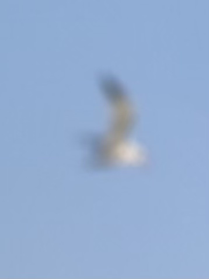 裏海燕鷗 - ML639076475