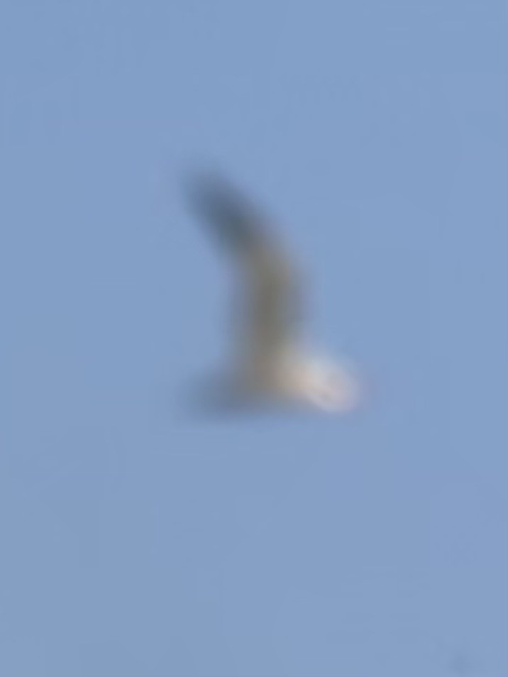 裏海燕鷗 - ML639076482
