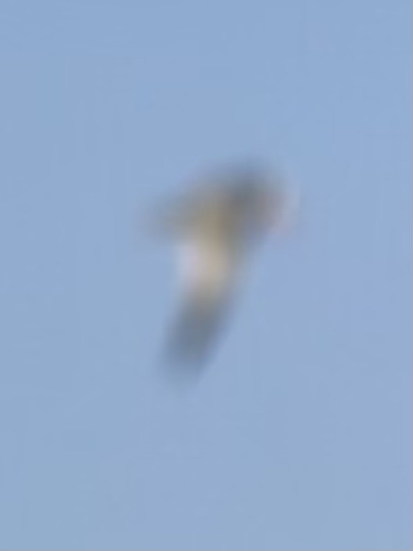 裏海燕鷗 - ML639076483