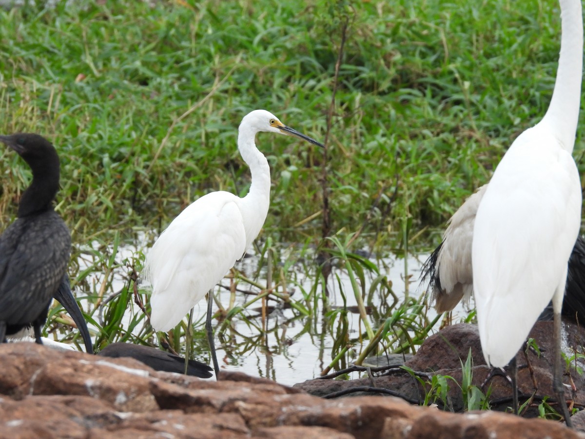 Little Egret (Australasian) - ML639076527