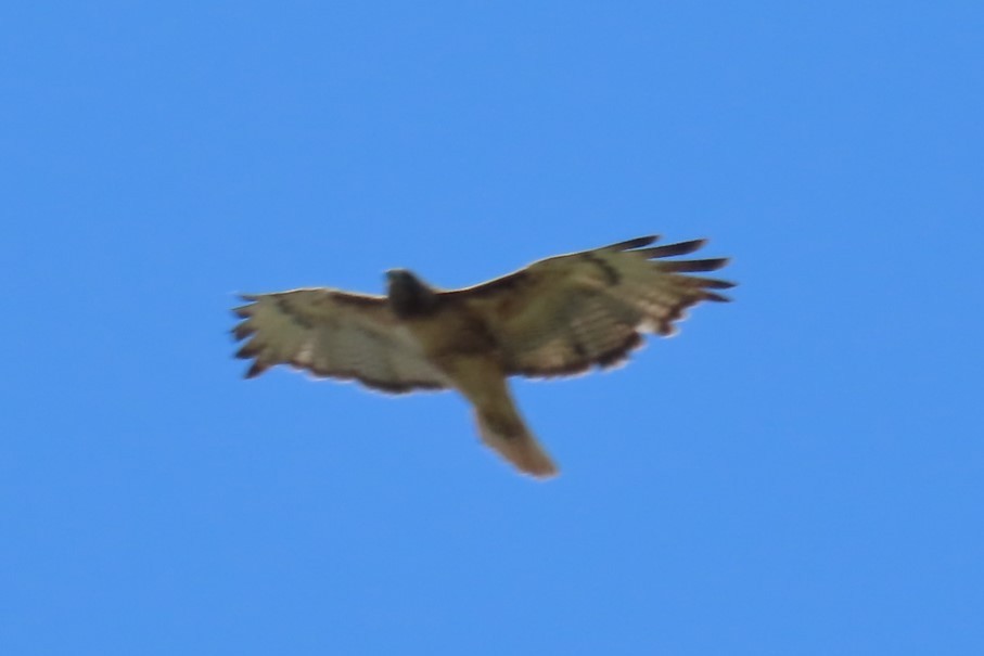 Red-tailed Hawk - ML639076528