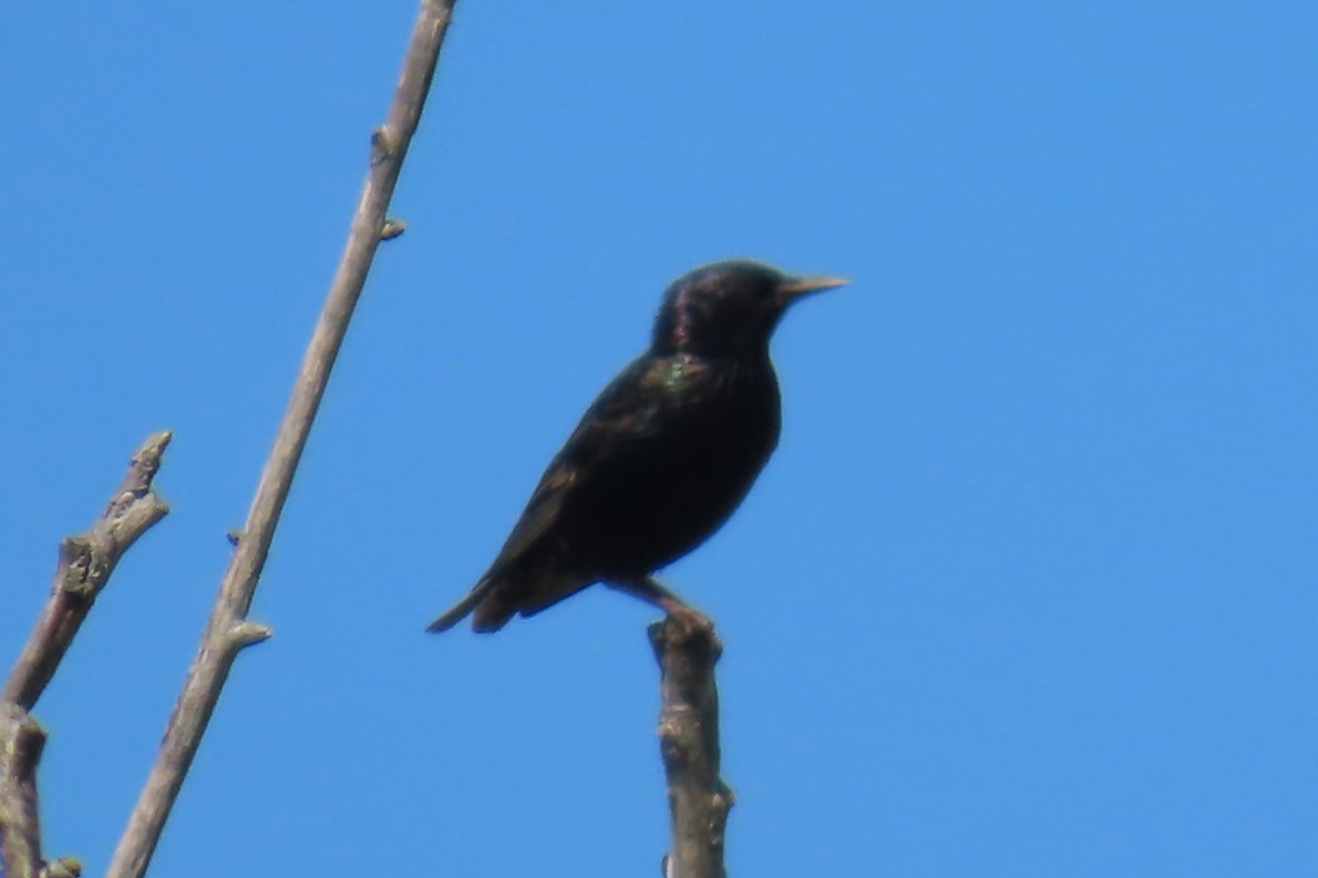 European Starling - ML639076654