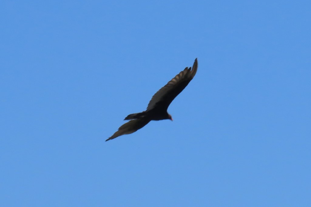 Turkey Vulture - ML639076666