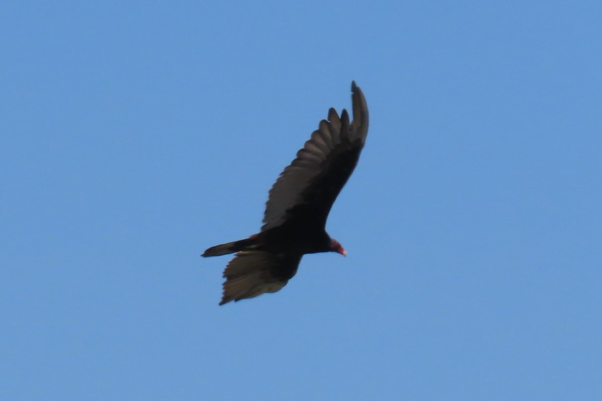 Turkey Vulture - ML639076667