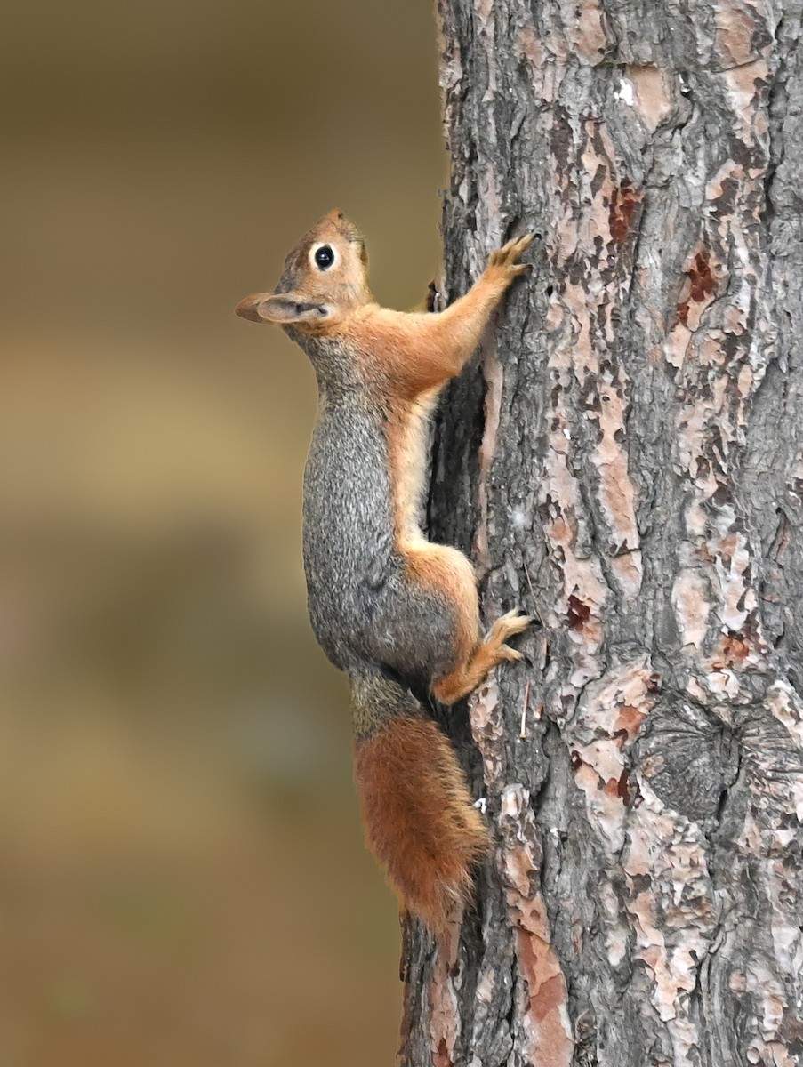 Caucasian Squirrel - ML639076676