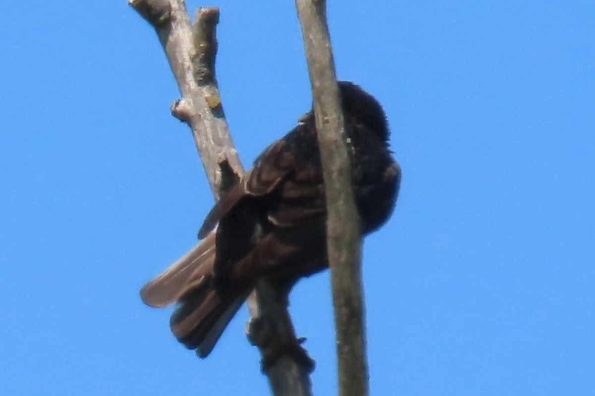 European Starling - ML639076681