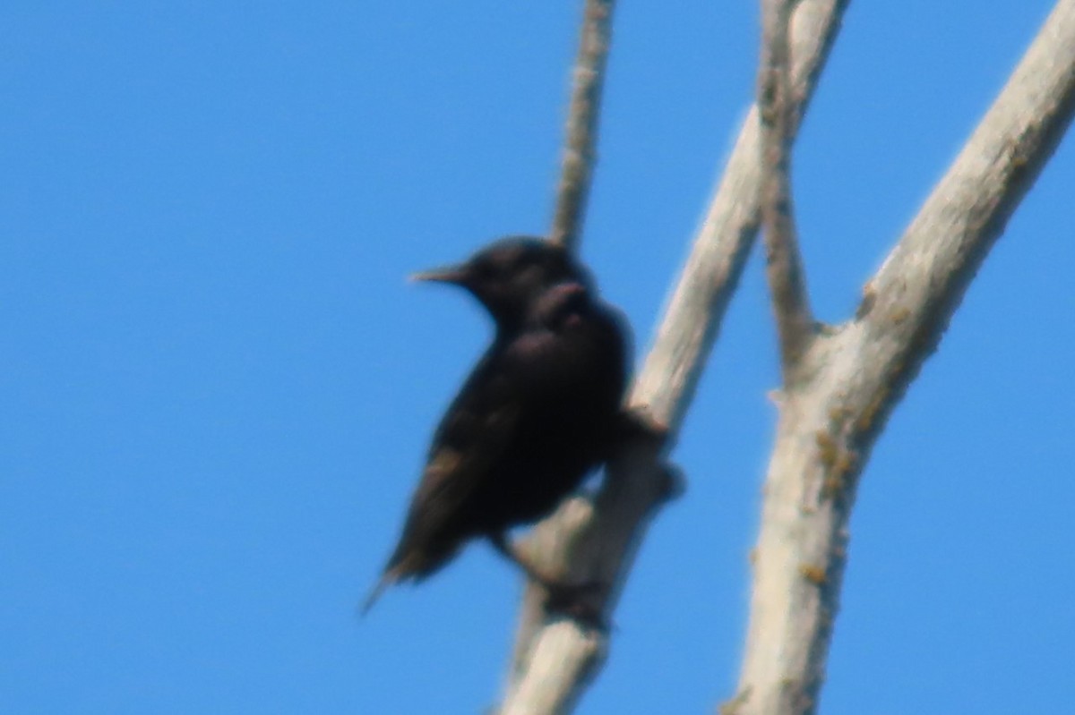 European Starling - ML639076684