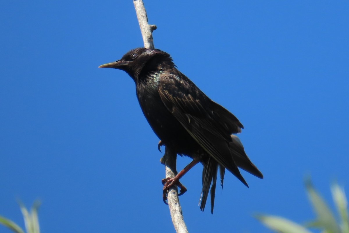 European Starling - ML639076698