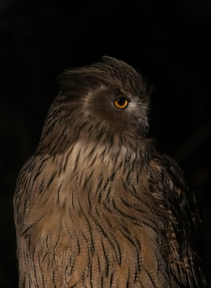 Blakiston's Fish-Owl - ML639076708
