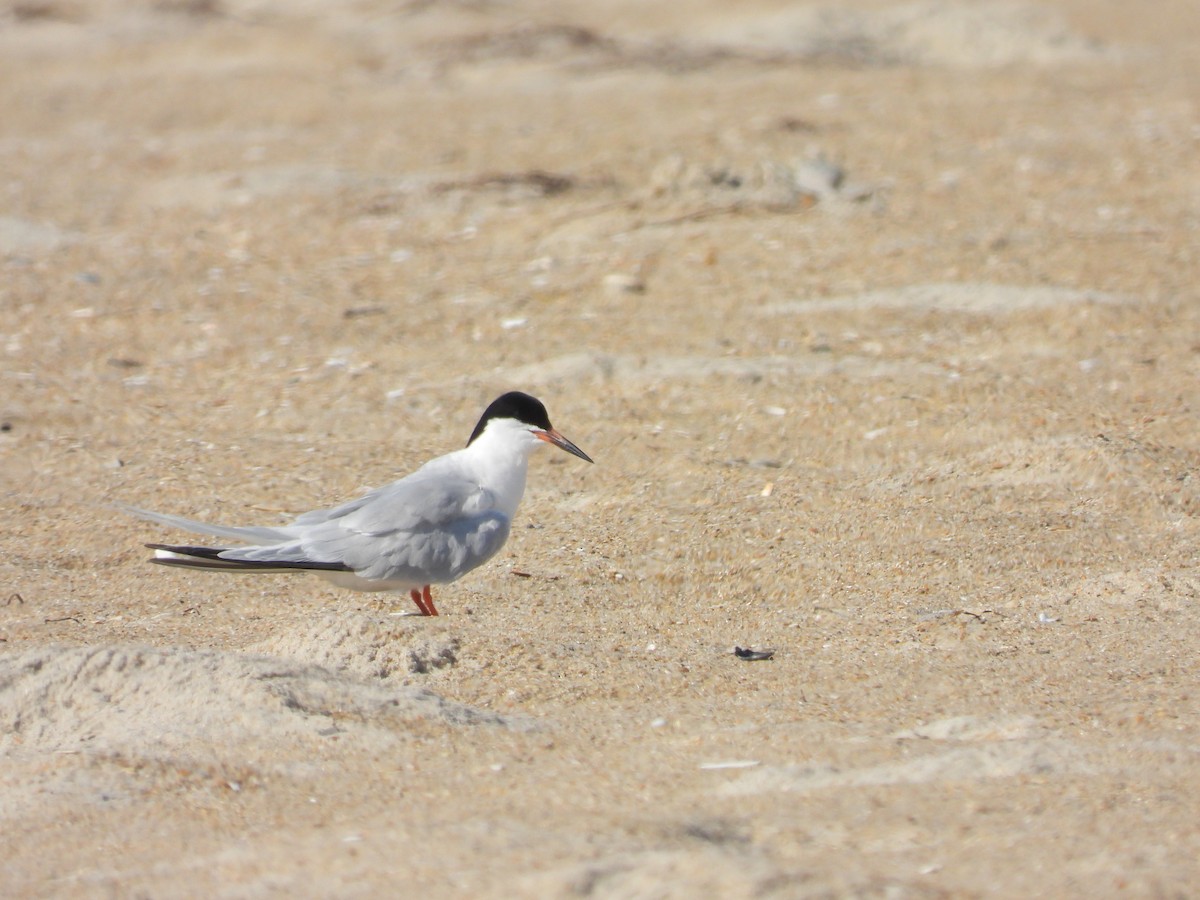 Forster's Tern - ML639076853