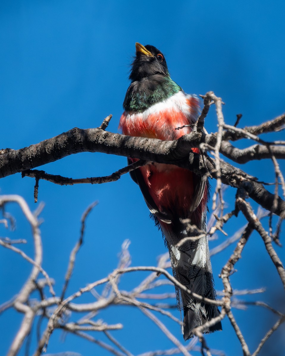 Coppery-tailed Trogon - ML639076857