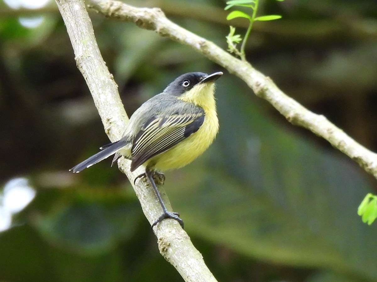 Common Tody-Flycatcher - ML639076858