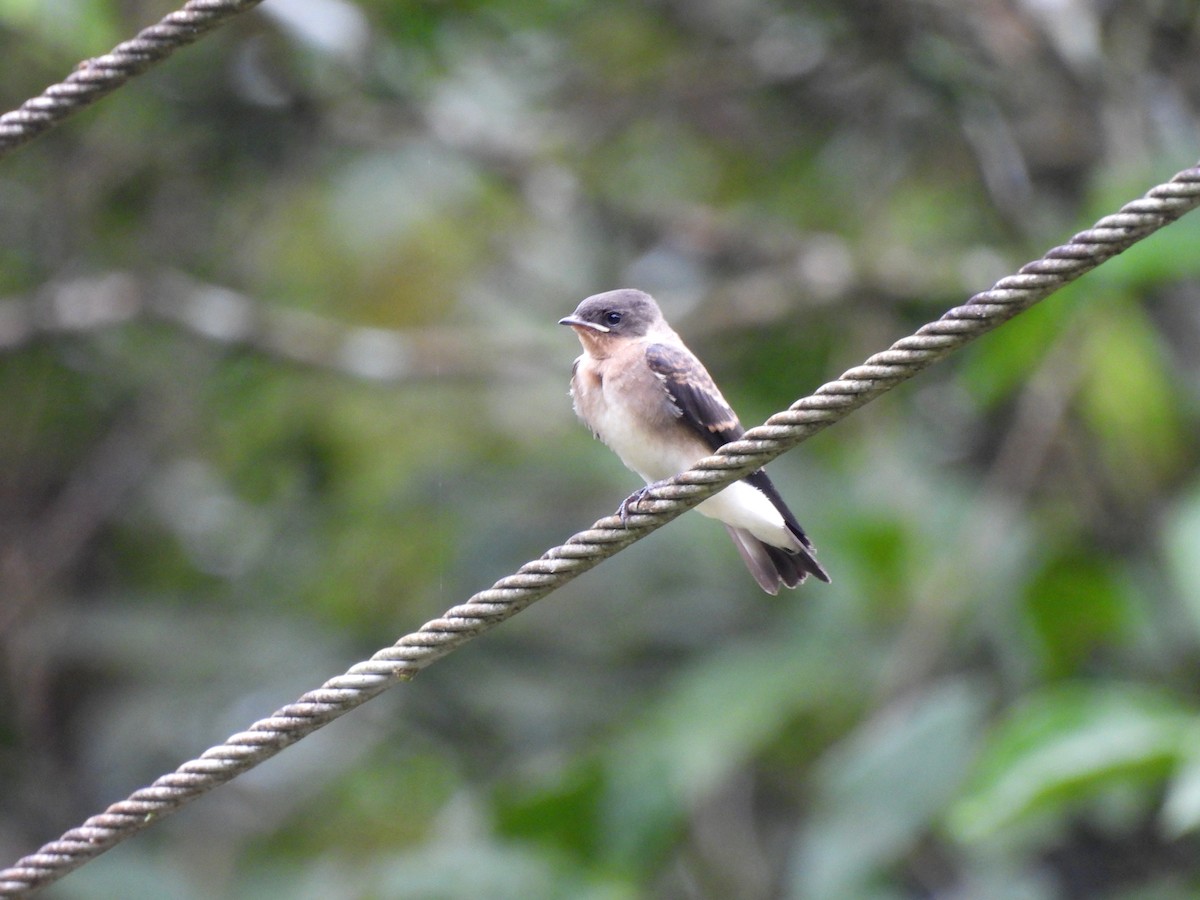 Southern Rough-winged Swallow - ML639076869