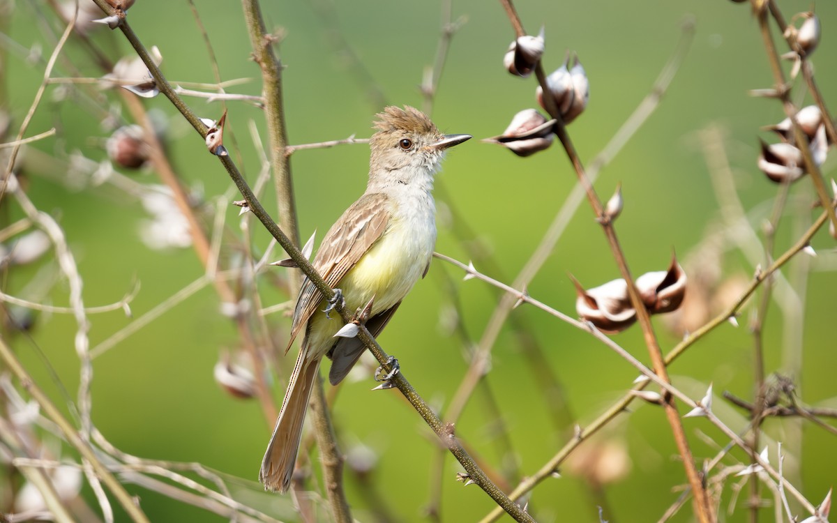 Nutting's Flycatcher - ML639076902