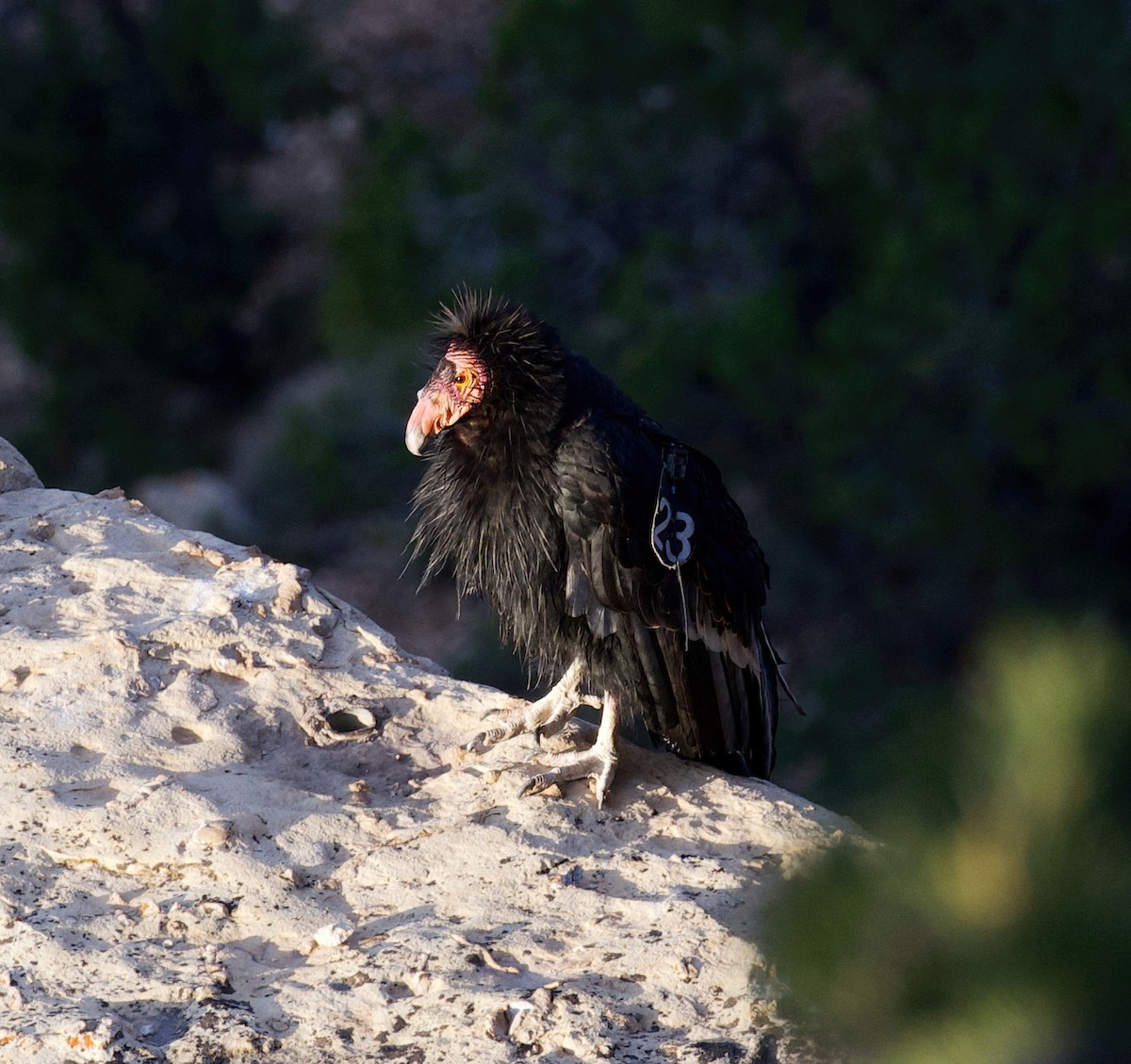 California Condor - ML639076916