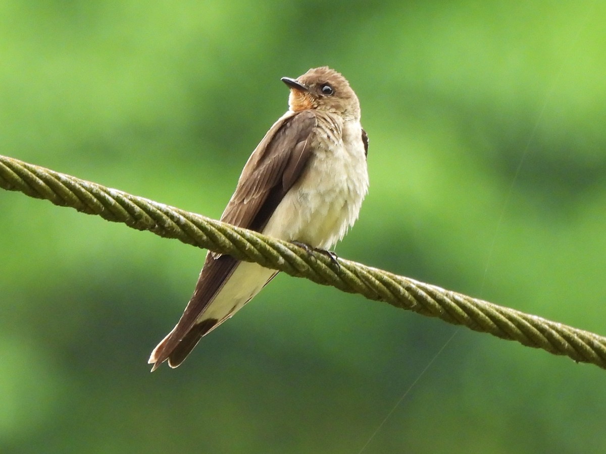 Southern Rough-winged Swallow - ML639076922