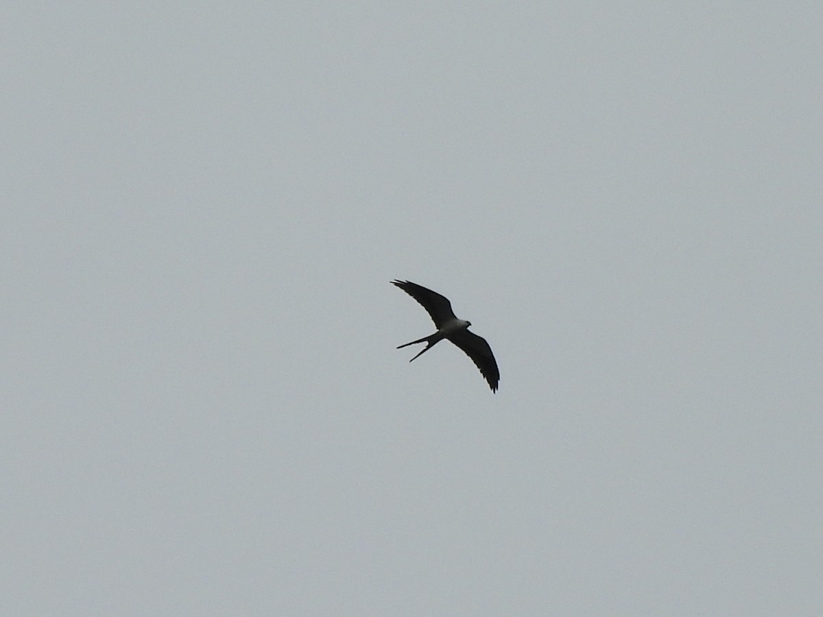 Swallow-tailed Kite - ML639076925