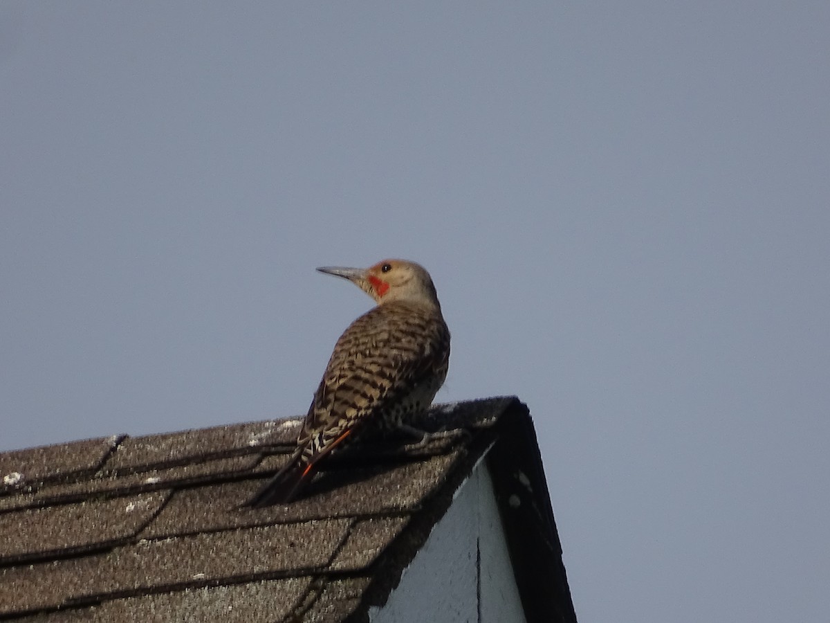 Northern Flicker - ML639076930